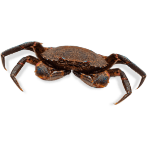 necora