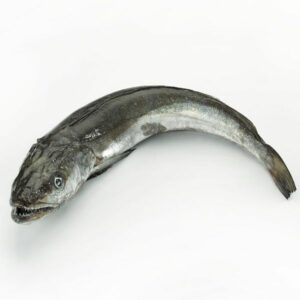 pescadilla